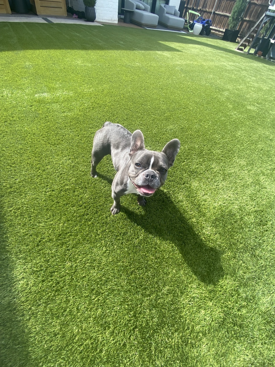 Pet enjoying freshly cleaned residential artificial turf after a 900-square-foot Dallas service