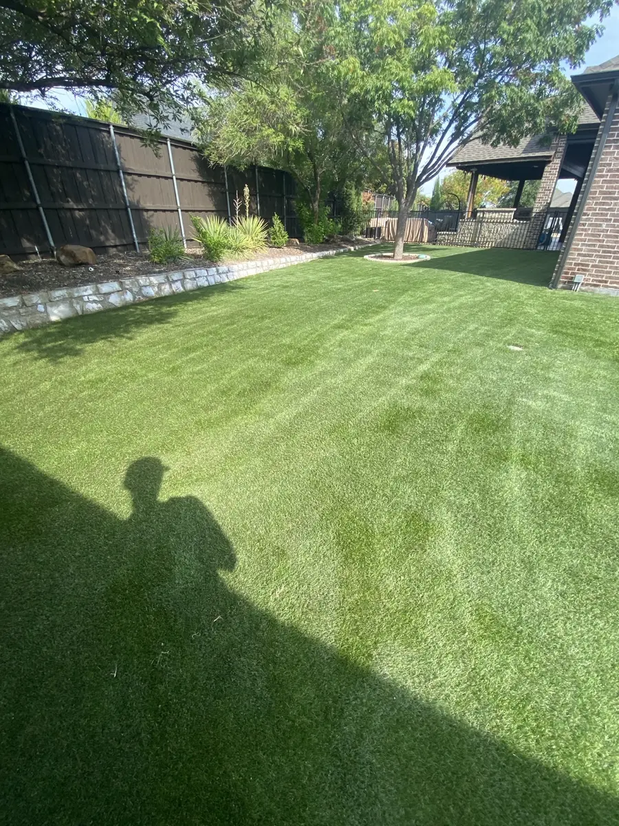 Finished artificial turf lawn with lifted, groomed fibers